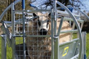 Kwik Sheep Turnover Crate 3
